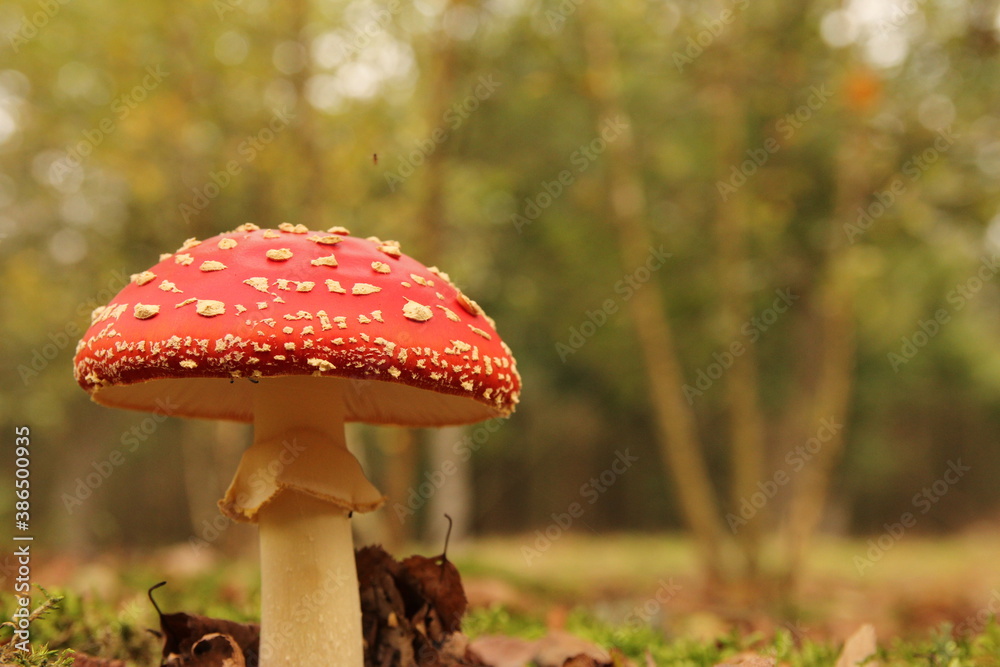 a beautiful red fly agaric mushroom closeup with a soft forest landscape in the background in autumn a beautiful red fly agaric mushroom closeup with a soft forest landscape in the background in autumn