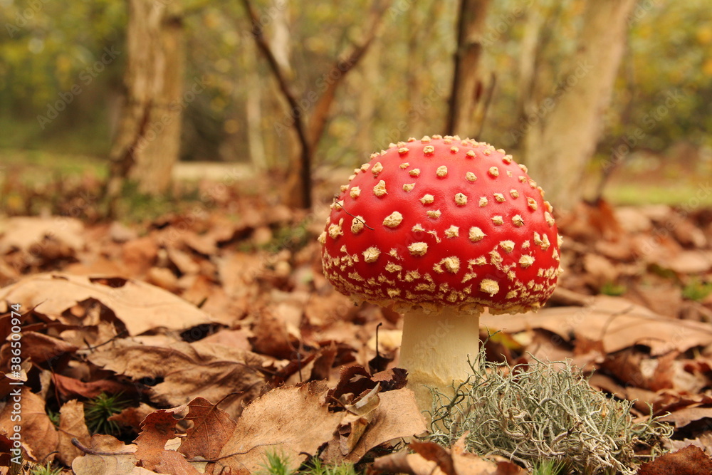 a little red fly agaric mushroom closeup with white dots in a brown forest in autumn with leaves and trees a little red fly agaric mushroom closeup with white dots in a brown forest in autumn with leaves and trees