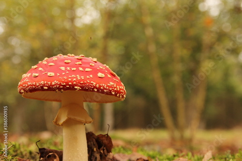 a beautiful red fly agaric mushroom closeup with a soft forest landscape in the background in autumn