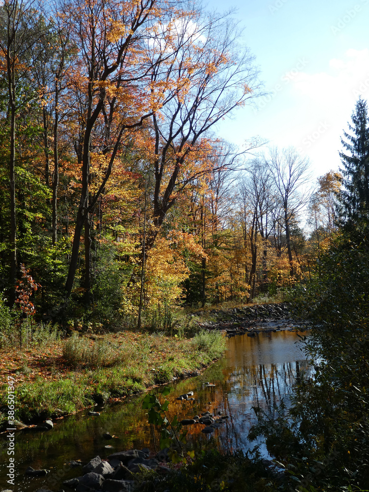 Fall landscape with forest and water