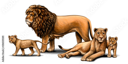 Fototapeta Family of lions