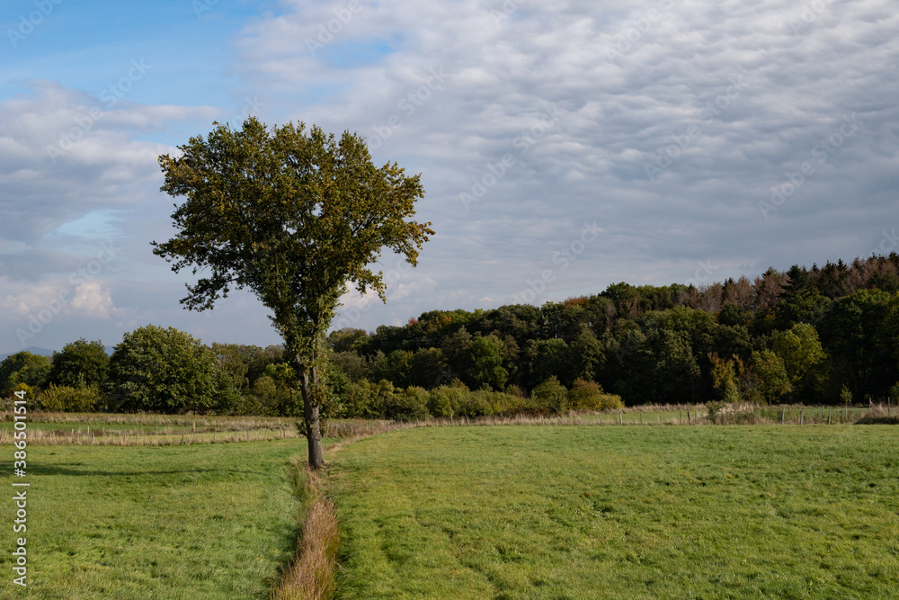 single tree on a meadow, forest in the background