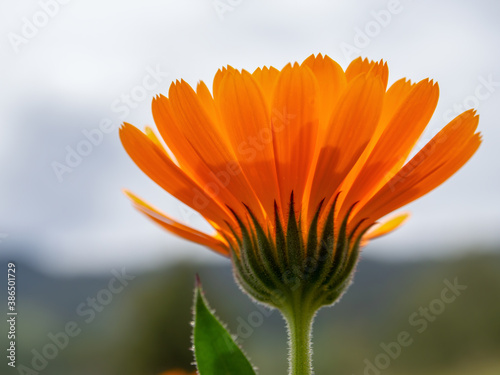 Macrophotography of a pot marigold flower against the cloudy sky  captured at a garden near the colonial town of Villa de Leyva  in the central Andean mountains of Colombia.