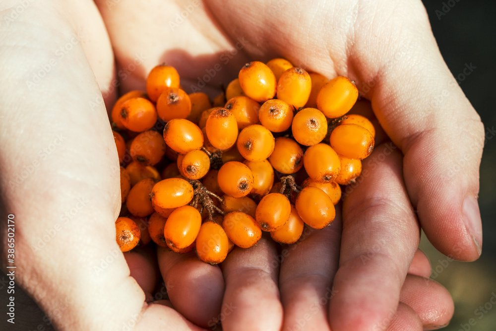 freshly picked sea buckthorn lying on open palms. freshly picked sea buckthorn lying on open palms.