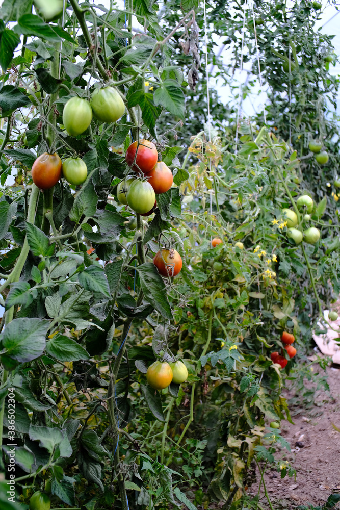 Tomatoes growing in a polytunnel in various stages of ripeness. Stock