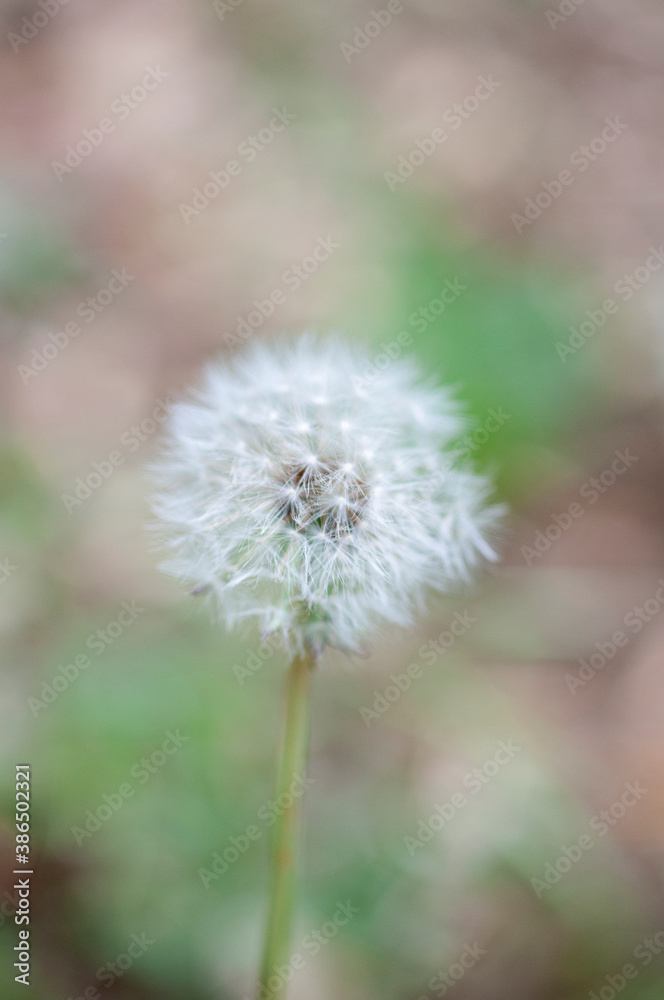 Dandelion