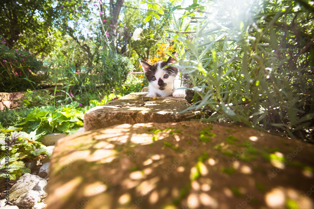 Obraz premium lovely cat hiding in green plants and flowers in beautiful garden