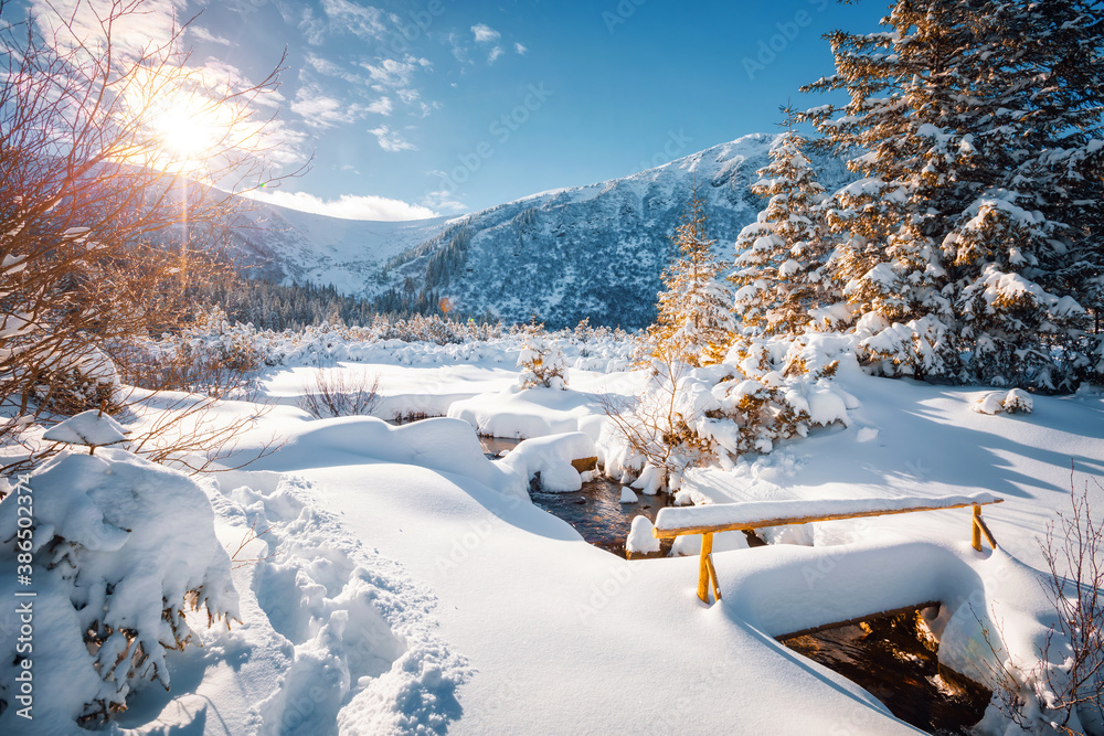 Fantastic winter landscape with spruces covered in snow. - obrazy, fototapety, plakaty 