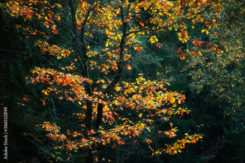 Autumn tree with colorful leaves in fir forest