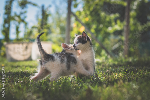 animal cat friends playing together outdoors in the park