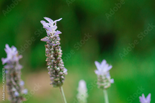 Lavender