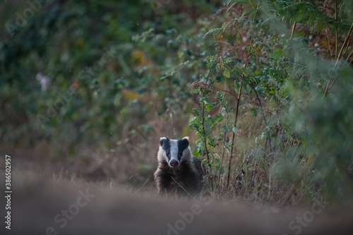 badger in the environment 