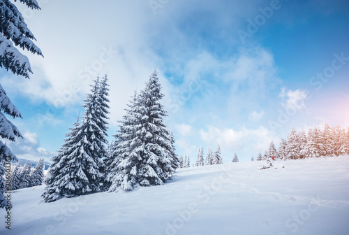 Perfect winter landscape with covered snow trees. © Leonid Tit