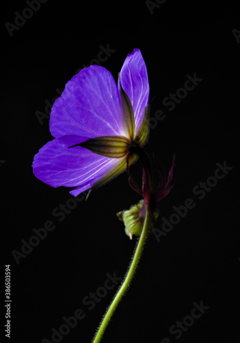 Purple flower Cranesbill on a black backgroundt, scientific name Geranium Rozanne
 photo