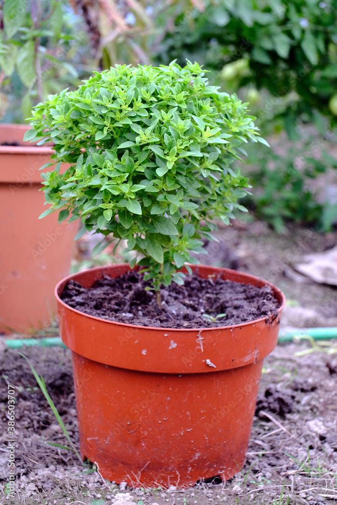 Pot of Oregano herb.