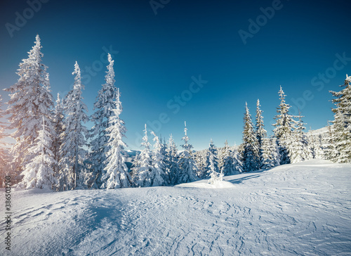 Sunny frosty day in snowy coniferous forest. Christmas holiday concept.