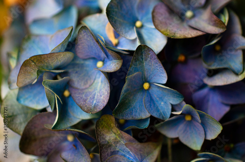 hydrangea