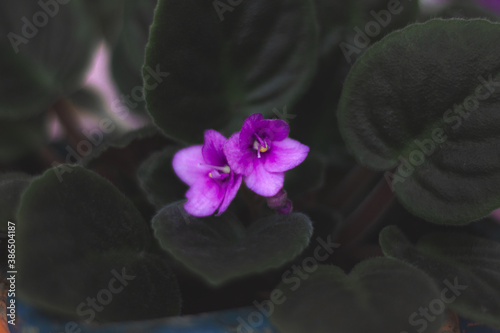 Small  purple violet flowers on a background of dark green leaves. Houseplant
