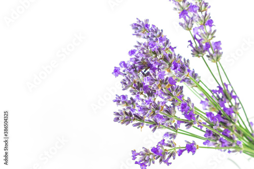 Bouquet of purple lavender flowers on a white background