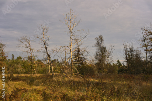 Dead trees in the middle of a forest (Brittany, France)