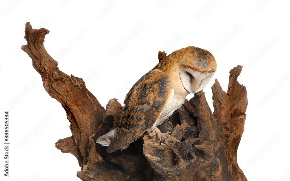 Beautiful common barn owl on tree against white background