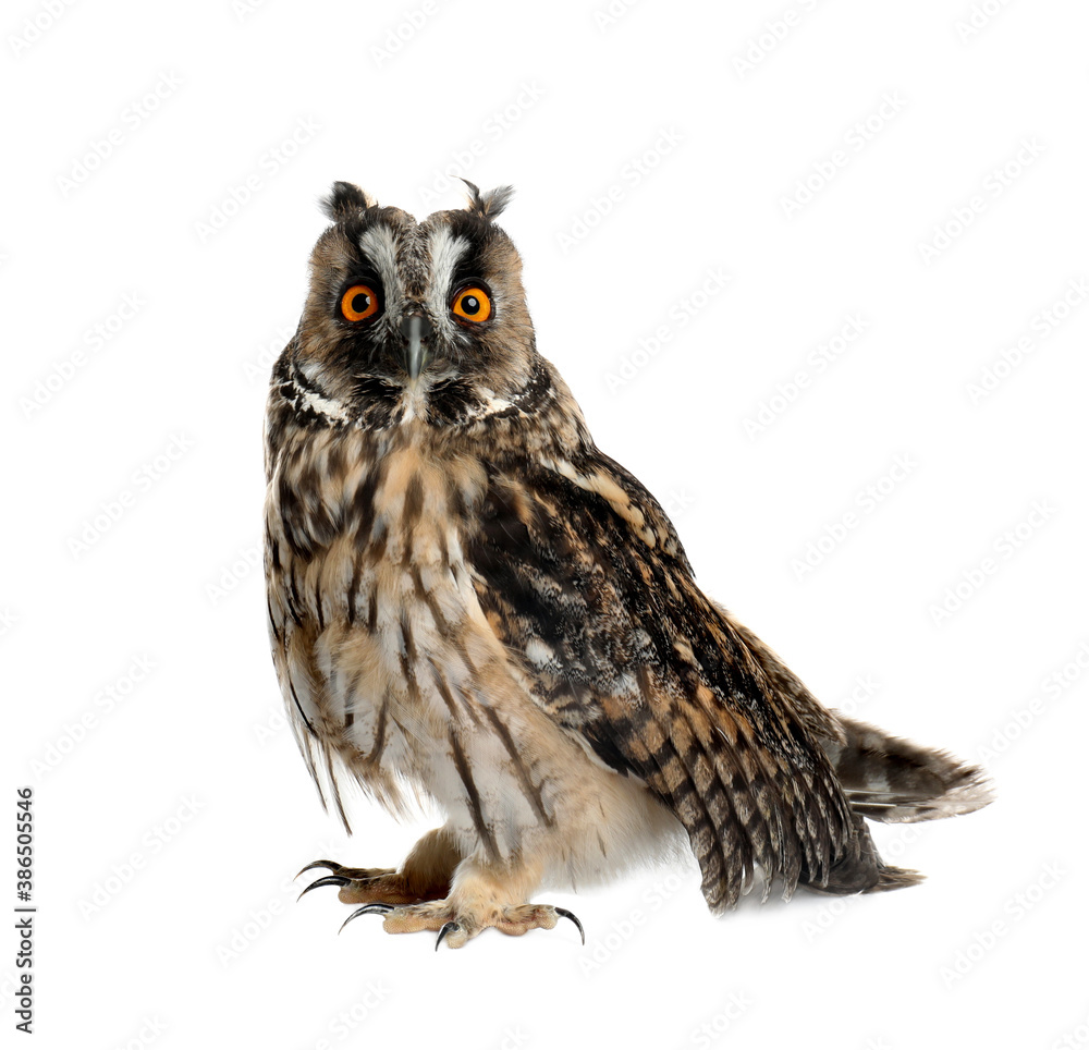 Obraz premium Beautiful eagle owl on white background. Predatory bird