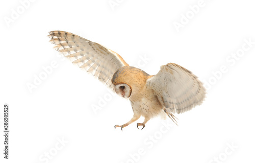 Beautiful common barn owl flying on white background photo