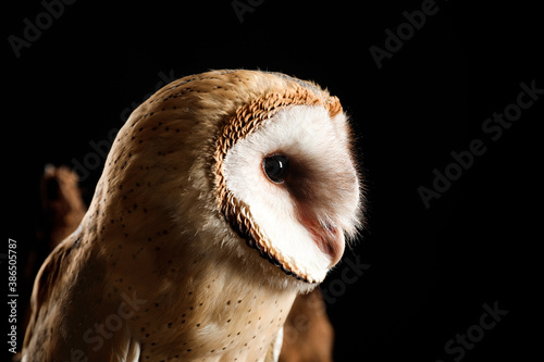 Beautiful common barn owl on black background, closeup