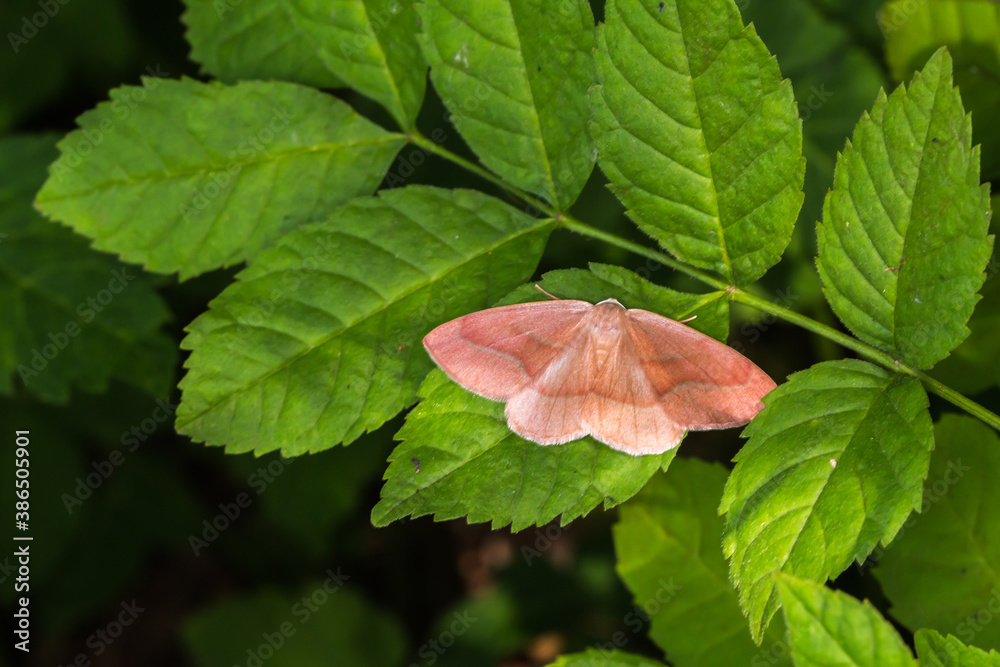 Barred red (Hylaea fasciaria)