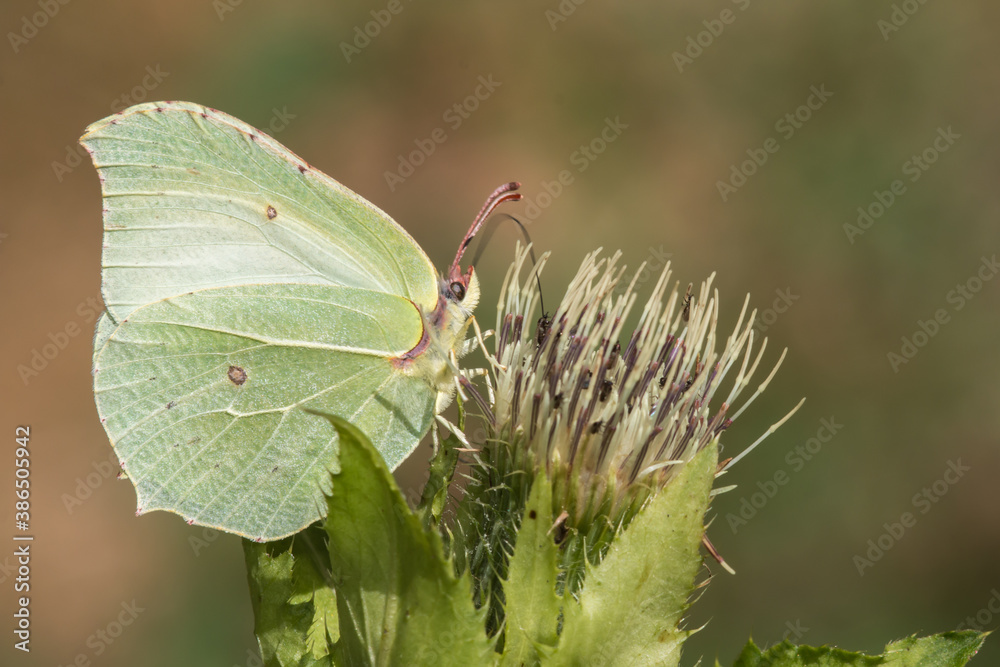 Common brimstone (Gonepteryx rhamni)
