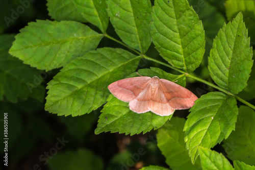 Obraz na płótnie Barred red (Hylaea fasciaria) w salonie