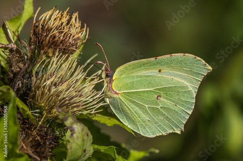 Obraz na płótnie Common brimstone (Gonepteryx rhamni) w salonie