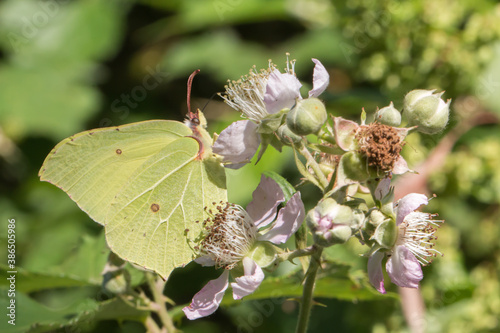 Obraz na płótnie Common brimstone (Gonepteryx rhamni) w salonie
