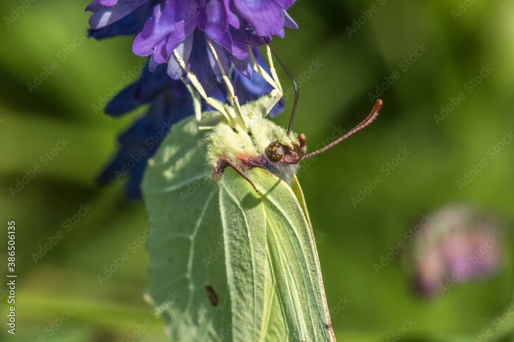 Common brimstone (Gonepteryx rhamni)