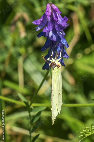 Common brimstone (Gonepteryx rhamni)