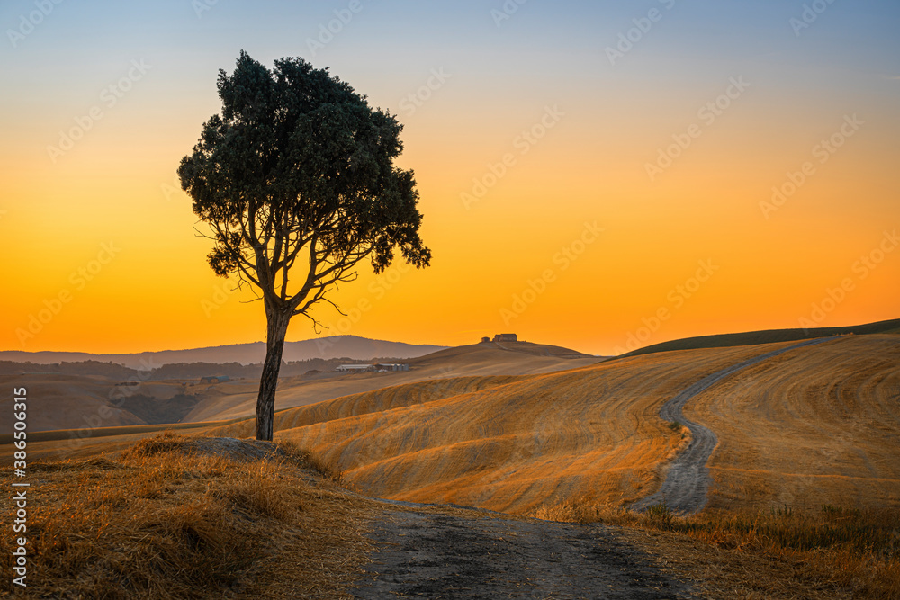 Beautiful view with the silhouette of a pine tree on the top of Tuscany hill in the morning at sunrise Beautiful view with the silhouette of a pine tree on the top of Tuscany hill in the morning at sunrise
