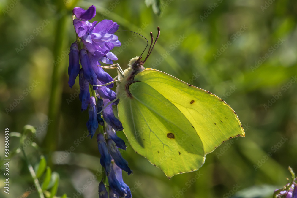 Common brimstone (Gonepteryx rhamni)