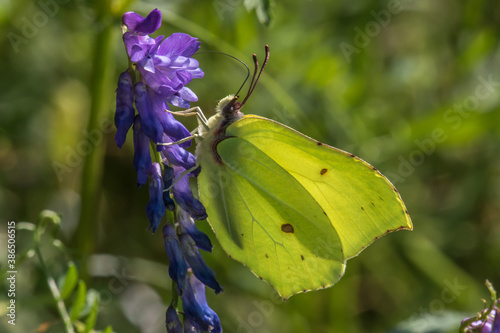 Obraz na płótnie Common brimstone (Gonepteryx rhamni) w salonie
