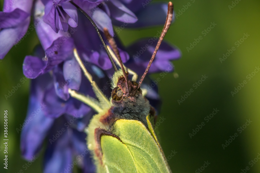 Common brimstone (Gonepteryx rhamni)