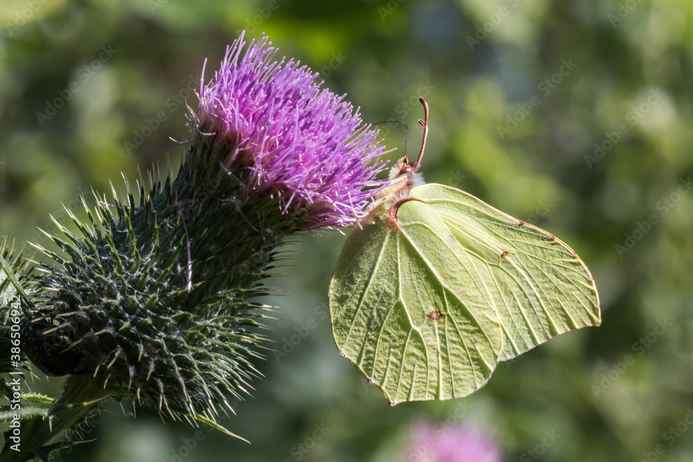 Common brimstone (Gonepteryx rhamni)