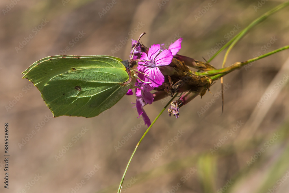 Common brimstone (Gonepteryx rhamni)