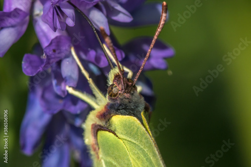 Common brimstone (Gonepteryx rhamni)