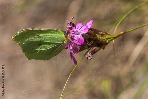 Obraz na płótnie Common brimstone (Gonepteryx rhamni) w salonie