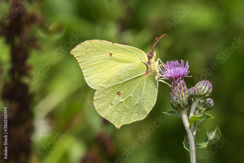 Obraz na płótnie Common brimstone (Gonepteryx rhamni) w salonie