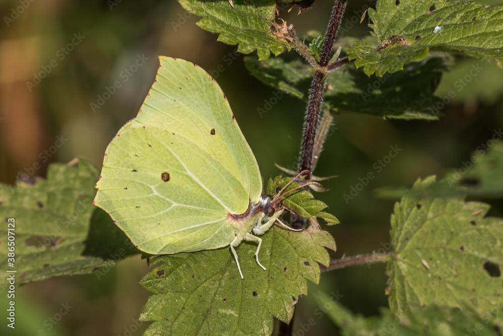 Common brimstone (Gonepteryx rhamni)