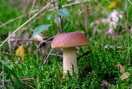 Cep in the forest