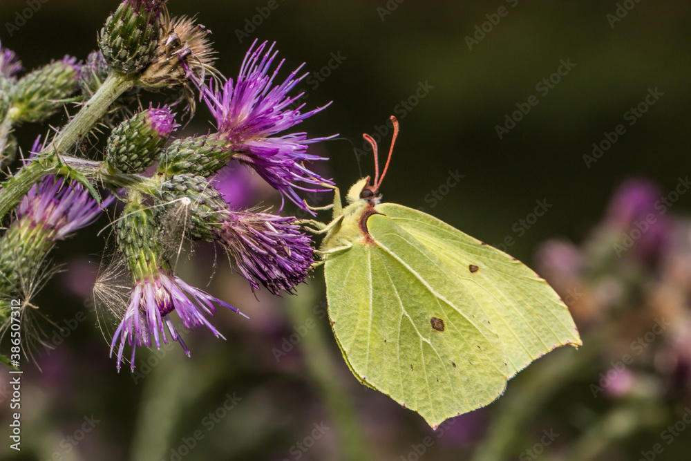 Common brimstone (Gonepteryx rhamni)