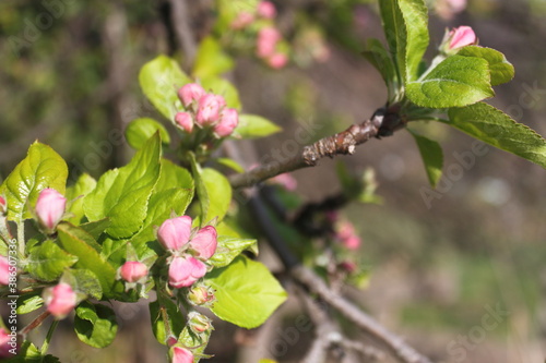 Blurry composition of apple blossoms bloom