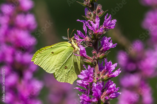 Obraz na płótnie Common brimstone (Gonepteryx rhamni) w salonie
