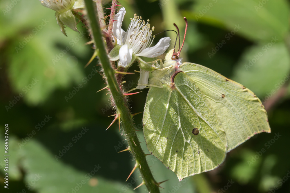 Common brimstone (Gonepteryx rhamni)